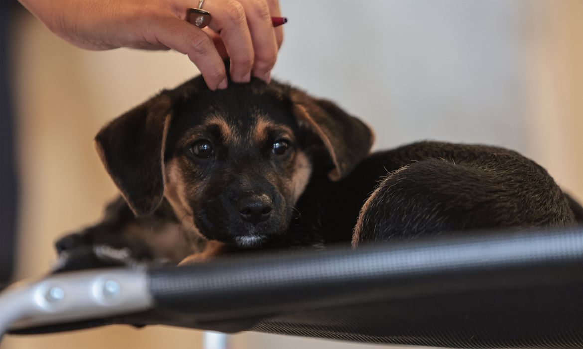 Lei regulamenta guarda compartilhada de animais de estimação
