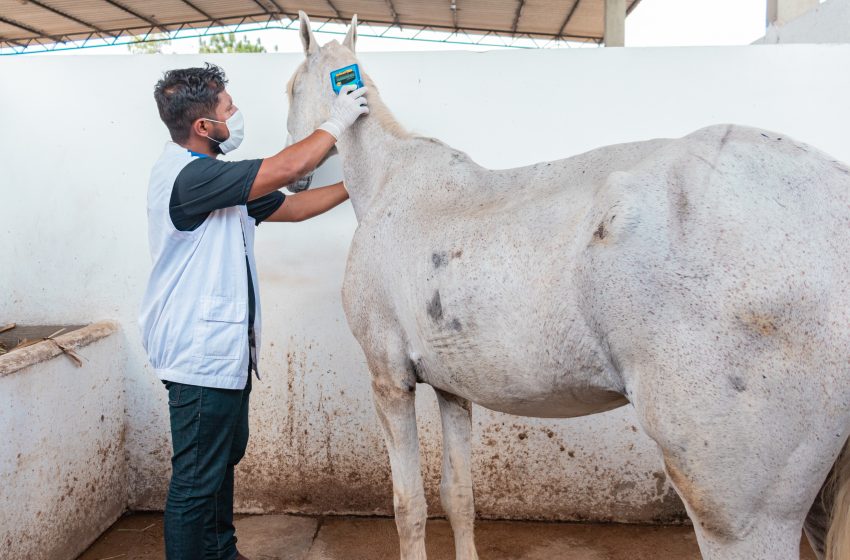 Vigilância de Zoonoses cuida de animais de grande porte recolhidos das ruas