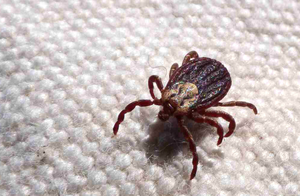 São Paulo registra 18 mortes por febre maculosa em 19 casos confirmados
