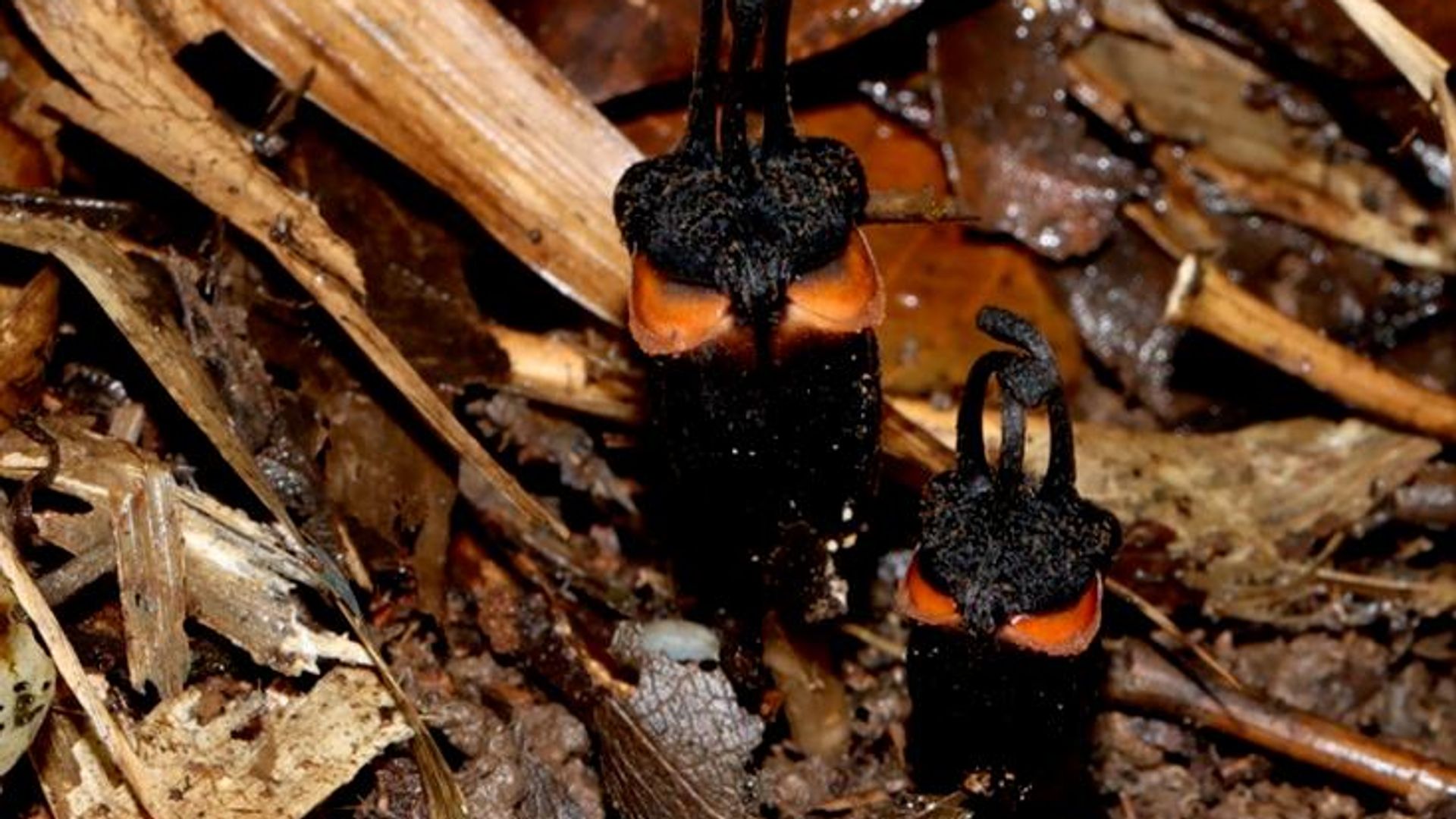 ‘Flor do diabo’ rara é descoberta sob o solo em parque nacional