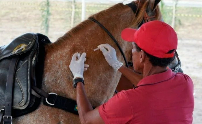 Prefeitura de Marechal Deodoro inicia campanha de vacinação antirrábica em equinos