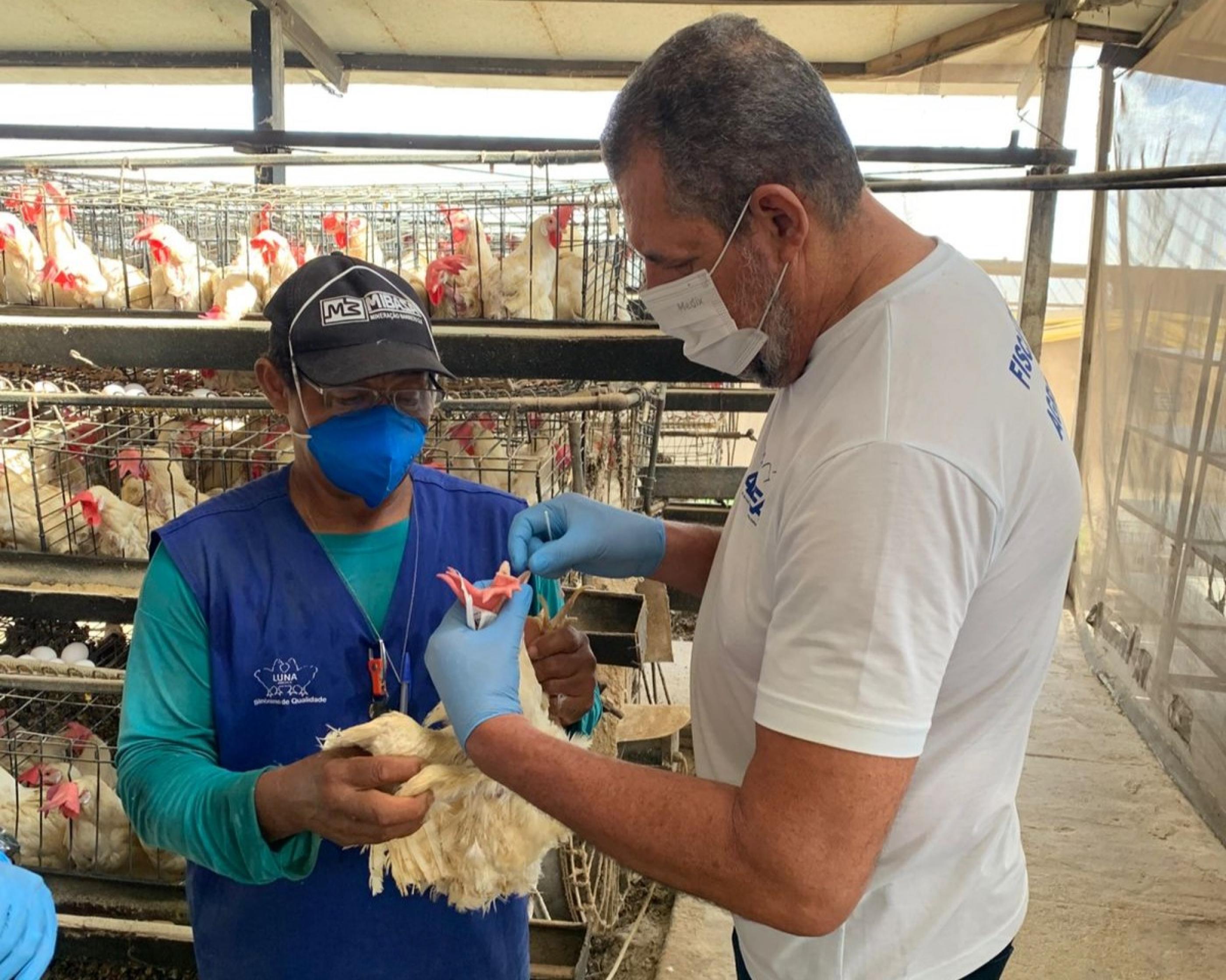 Fiscalização em granjas de Alagoas monitora circulação de vírus