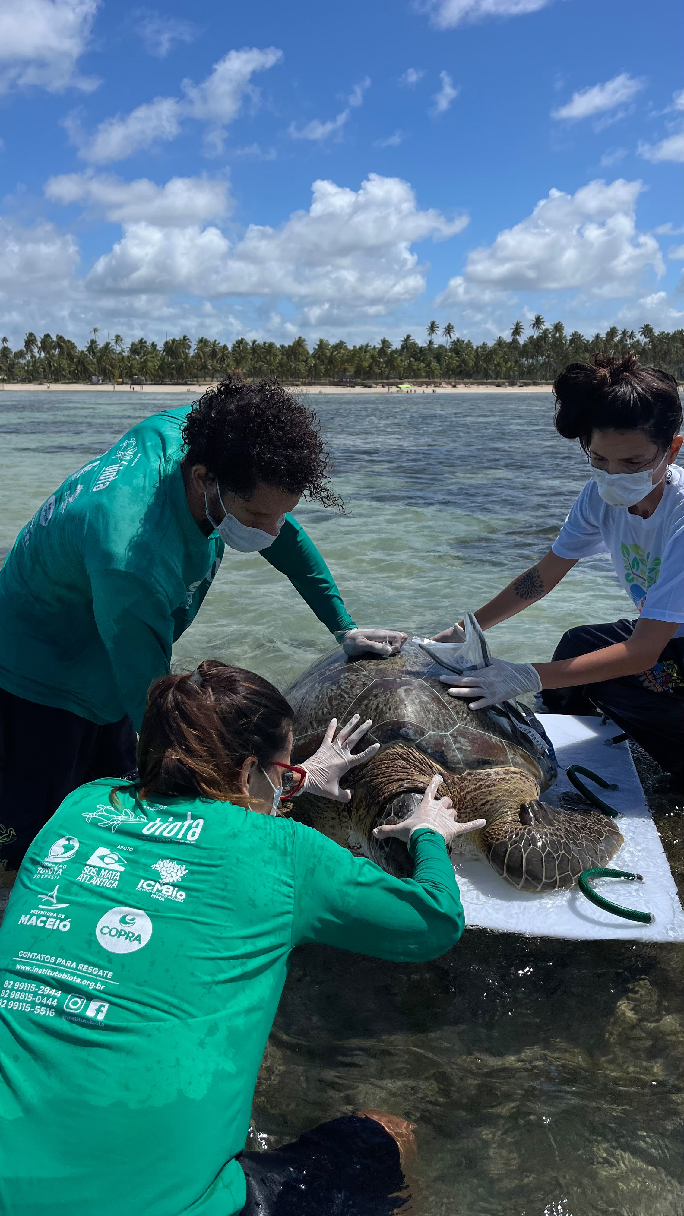 Tartaruga-verde é encontrada presa em curral na Praia de Ipioca