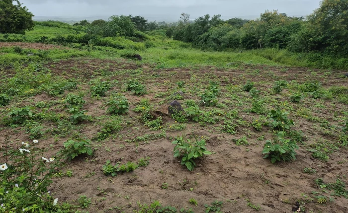 Fiscalização denuncia: falta de terra leva quilombolas a plantar em lixão