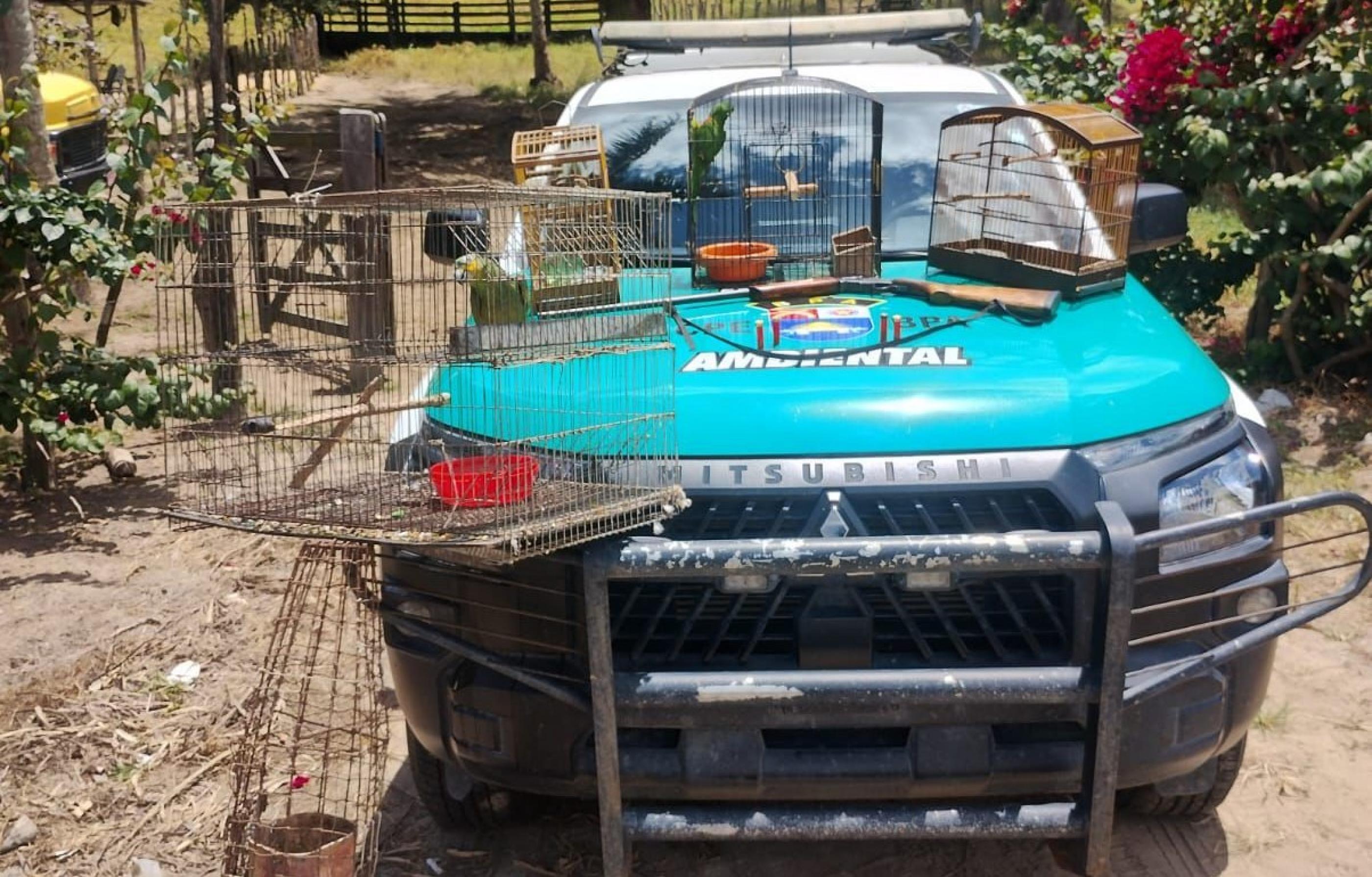 BPA apreende arma e resgata animais silvestres mantidos ilegalmente em Limoeiro de Anadia