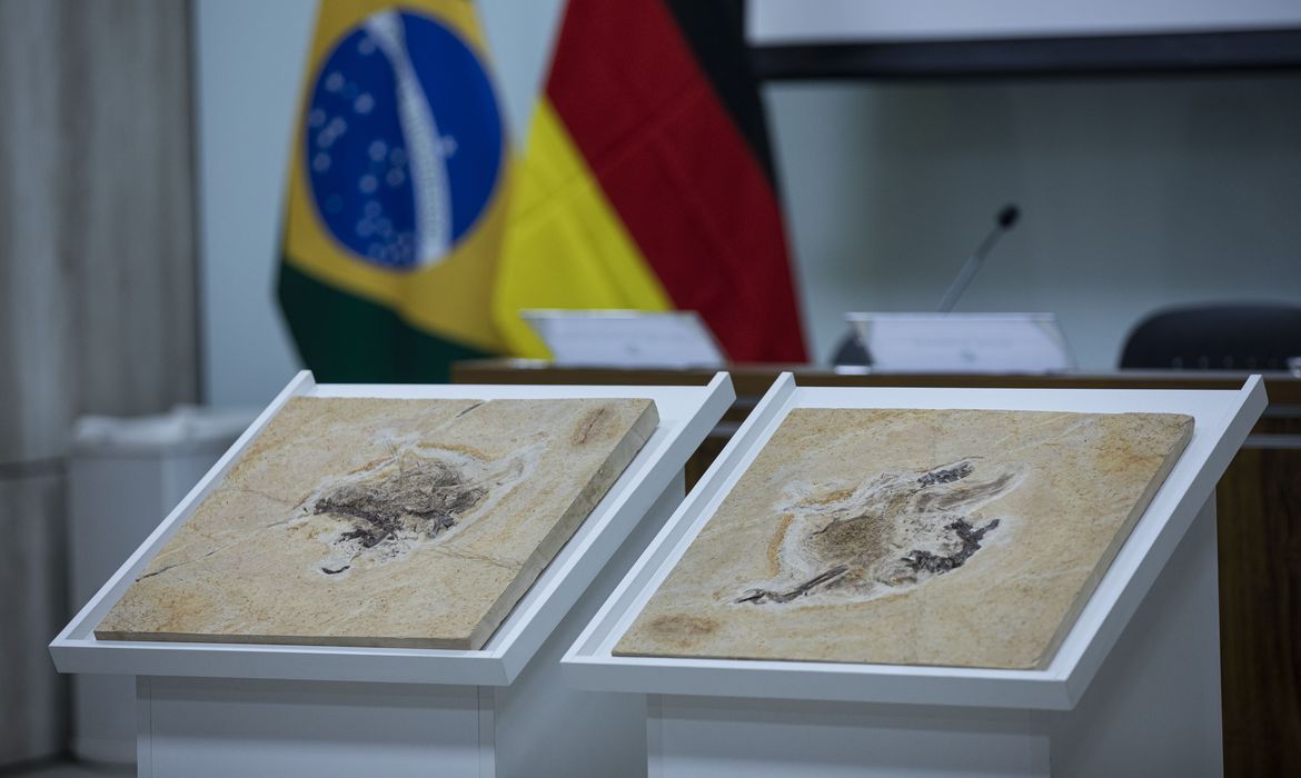 Dinossauros brasileiros retirados ilegalmente podem voltar ao país