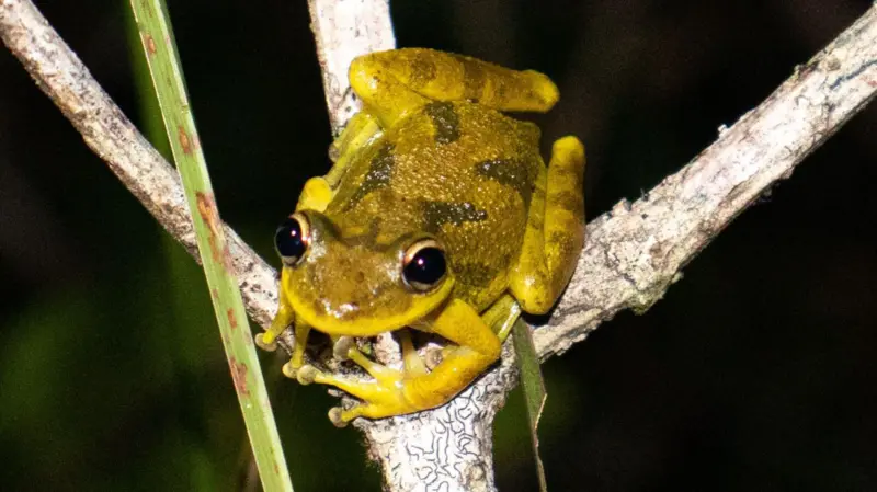 Pesquisa da UFPA identifica microplásticos em girinos da Amazônia