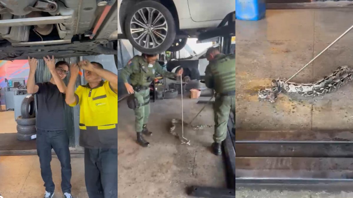 Jiboia é encontrada dentro de motor de carro em oficina no Barro Duro