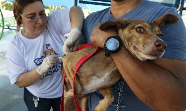 Alagoas inicia campanha de vacinação antirrábica para cães e gatos