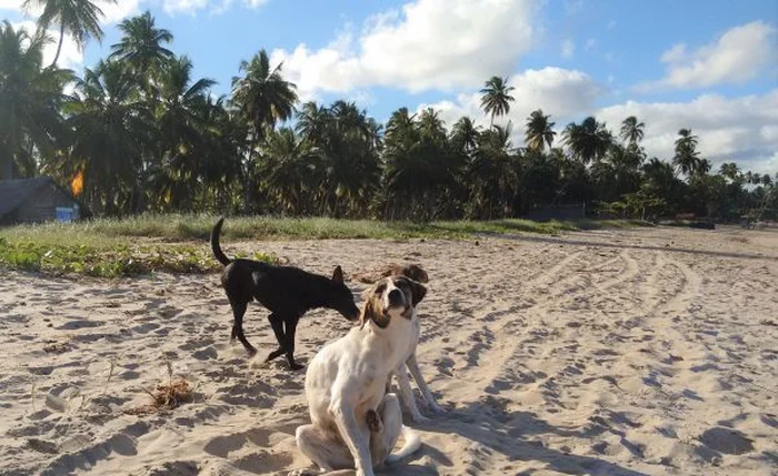 Maceió inicia campanha de vacinação contra raiva para cães e gatos neste sábado (11)