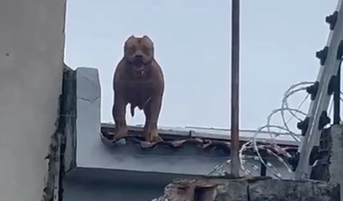 Pitbull sobe em telhados e aterroriza moradores no Centro de Arapiraca