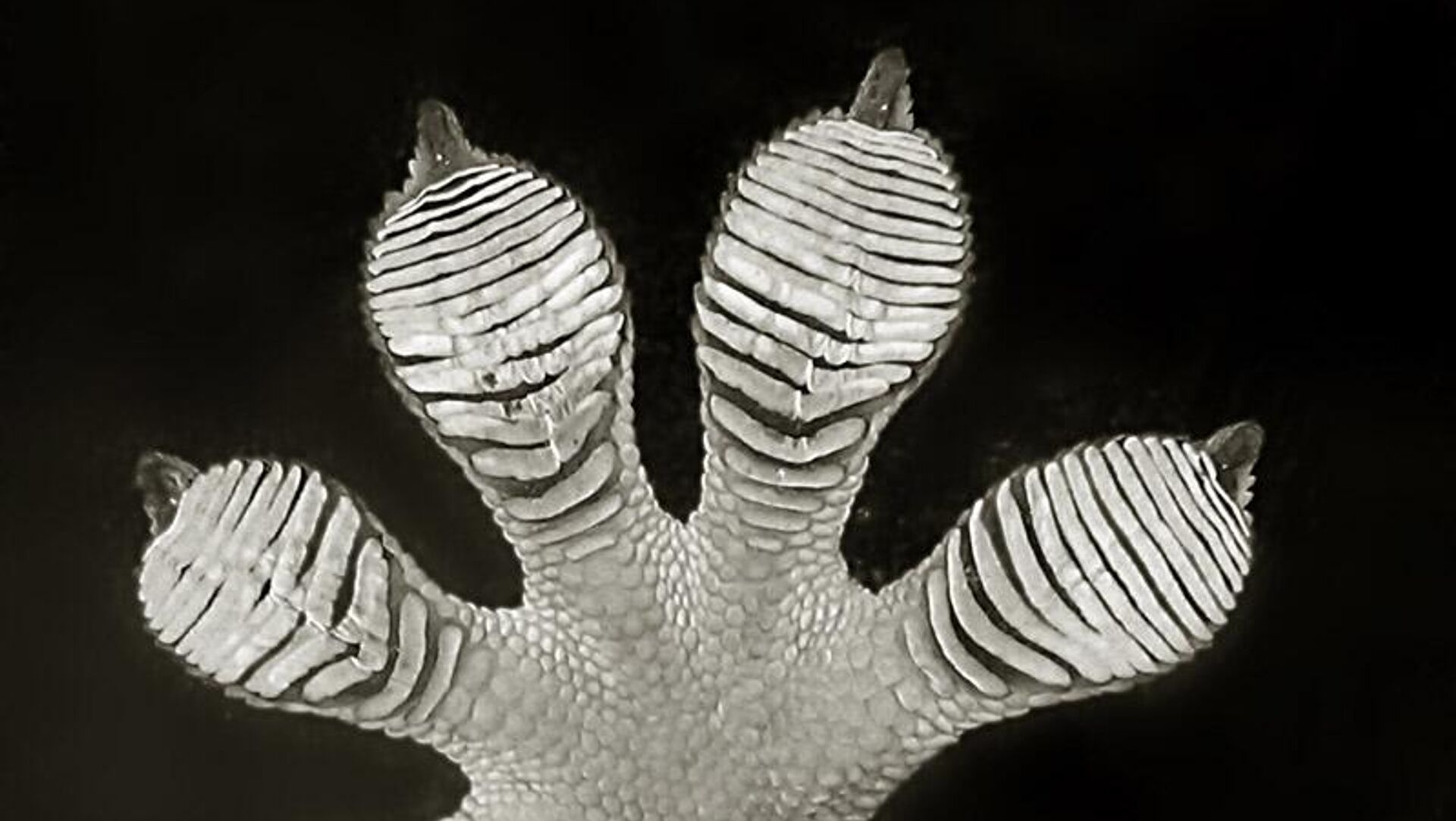 Cientistas identificam novas espécies de lagartixas no Camboja