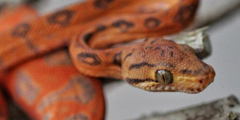 Criatório de répteis apresenta modelo de negócio inovador em Alagoas