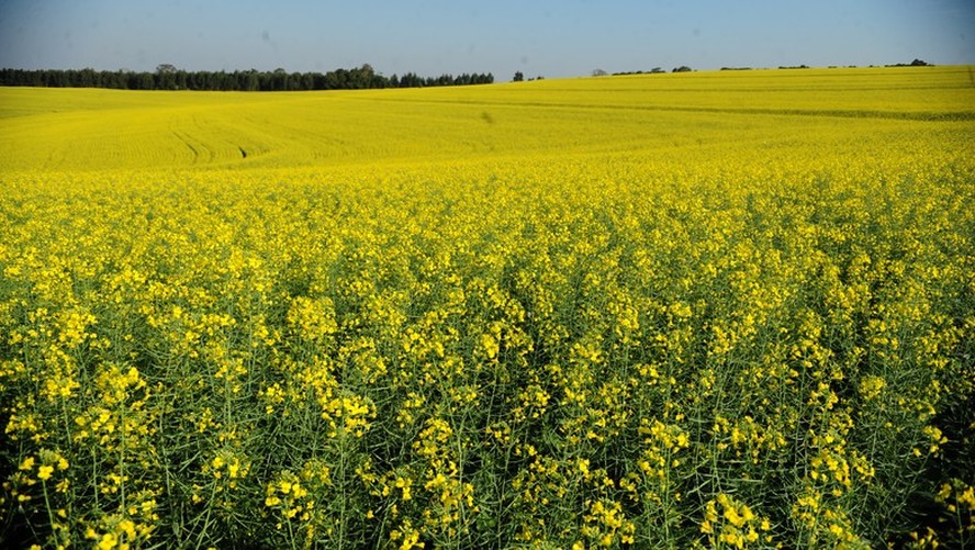 Brasil passará a exportar sementes de canola para a África do Sul