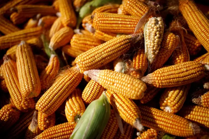 Preços ao produtor do Brasil têm em maio maior queda em quase 2 anos