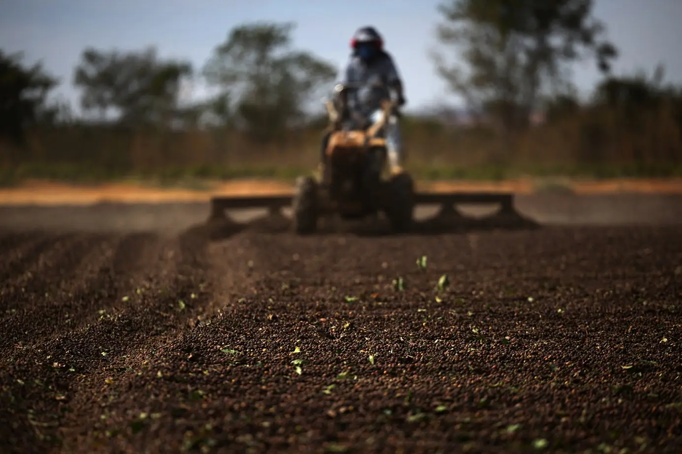Exportadores de café no Brasil descartam ruptura no fornecimento aos EUA