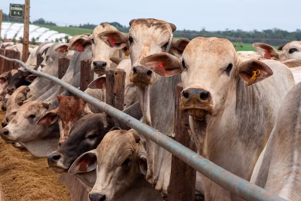 Abates de bovinos devem cair para 40 milhões de cabeças em 2026, diz Abiec
