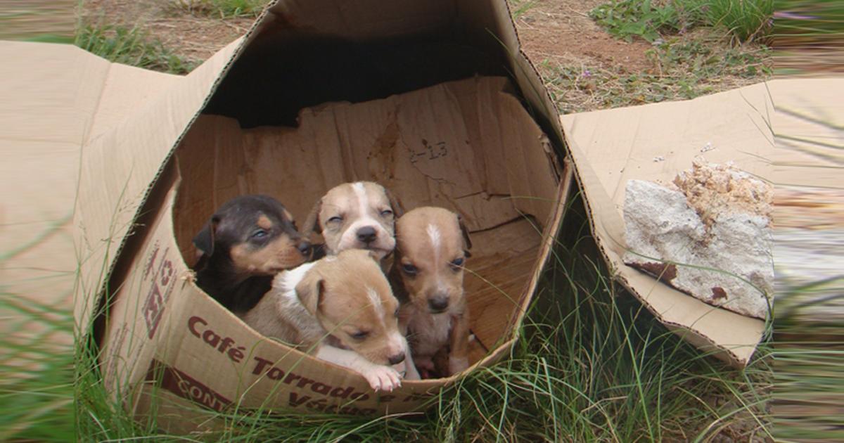 Decisão do STF obriga cidades a proteger cães e gatos abandonados em SP
