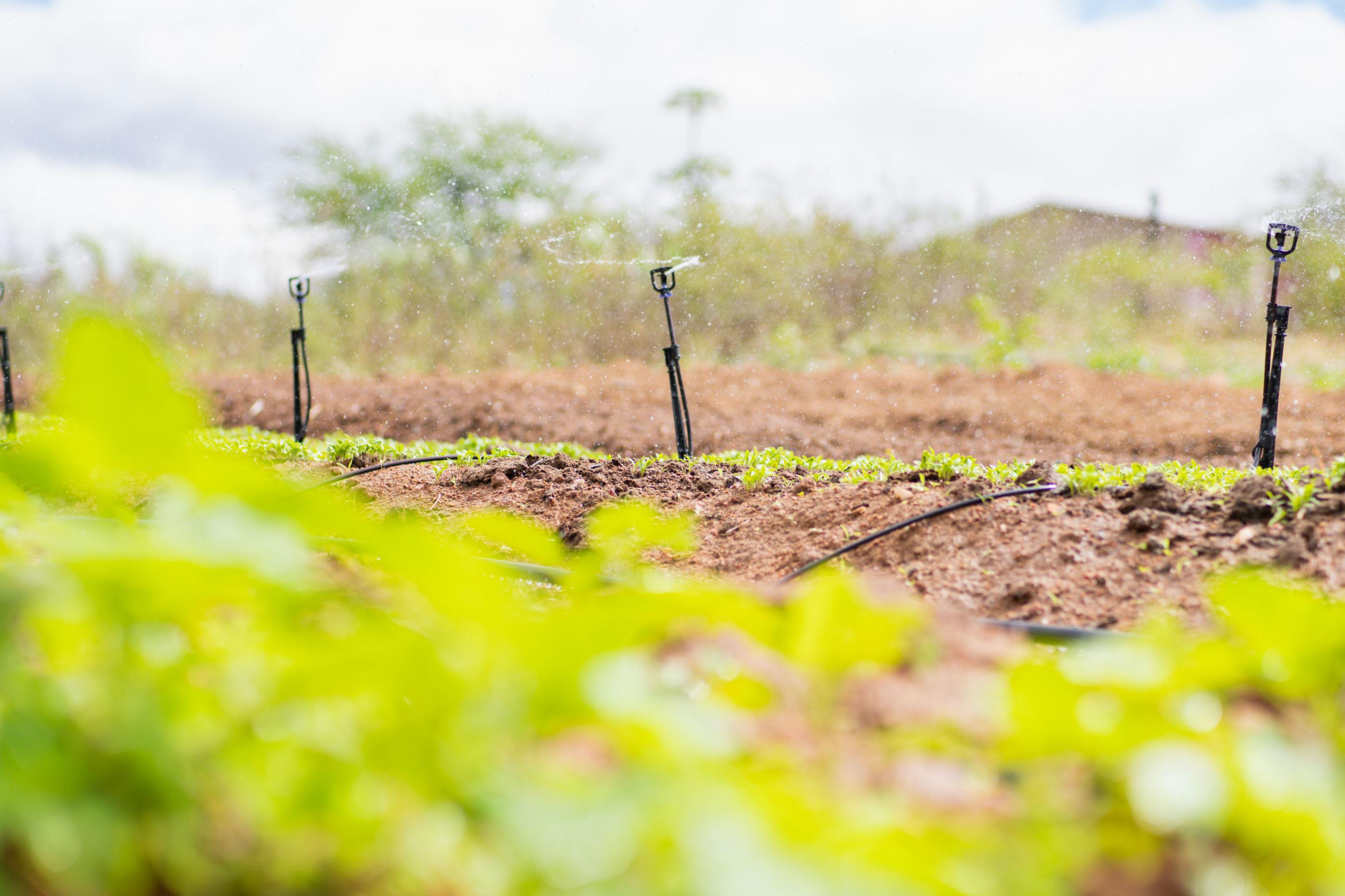 Programa Irriga Alagoas pode ampliar área irrigada em mais de 320 hectares