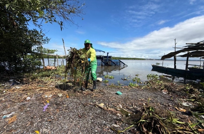 Alurb inicia retirada de baronesas da Lagoa Mundaú
