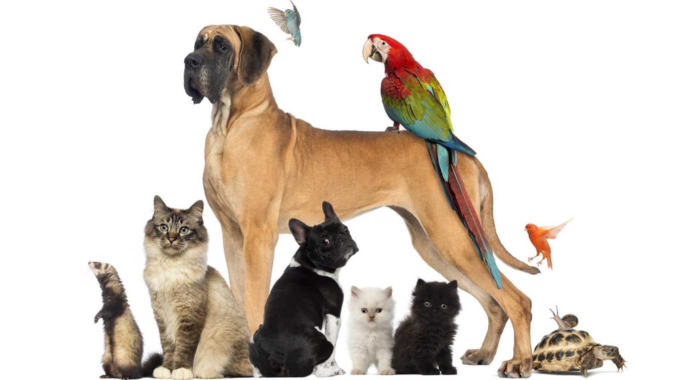 Saiba como cuidar dos animais em tempos de pandemia da Covid-19