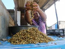 Pescadores e marisqueiras se arriscam para manter sustento em Alagoas