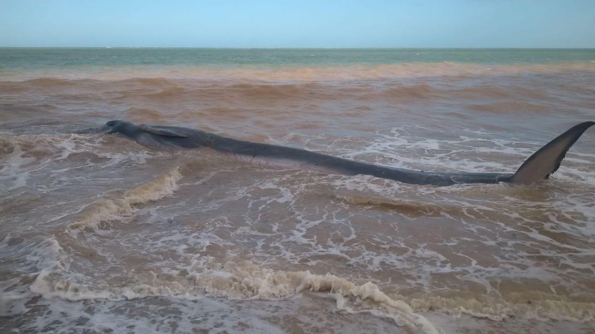 Baleia é encontrada encalhada na praia do Carro Quebrado
