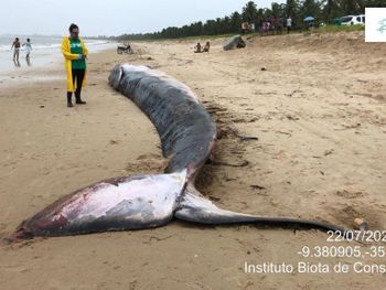 Baleia que foi reintroduzida no mar encalha novamente e morre em praia de Alagoas
