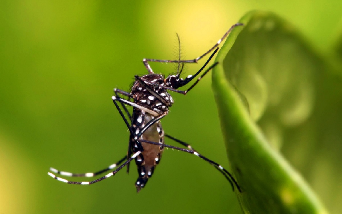 Cientistas ligam casos de dengue à imunidade para covid-19