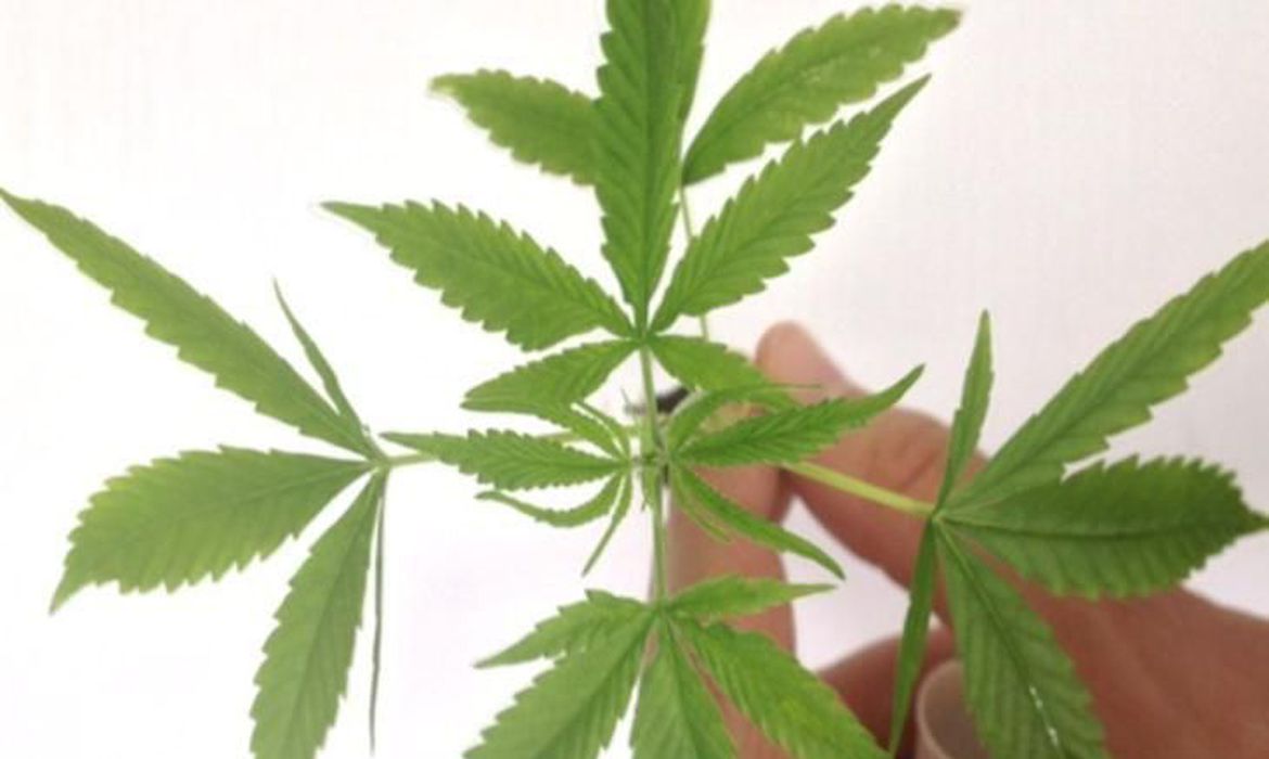 Estados dos EUA aprovam legalização de maconha