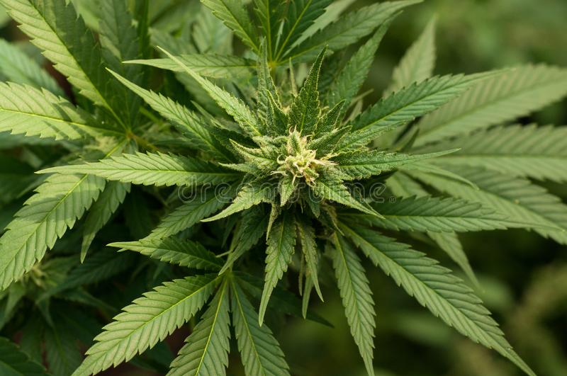 Senado mexicano aprova lei de descriminalização da maconha