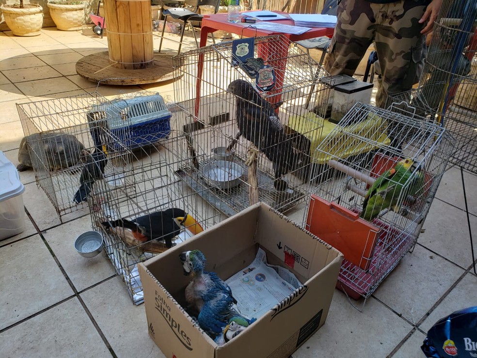 PF prende um dos principais traficantes de animais do país