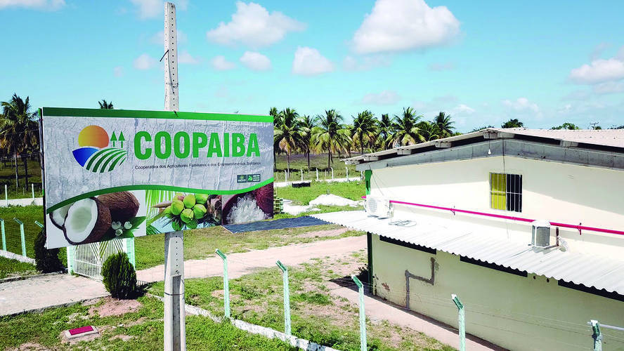 Coopaiba reestrutura cultura do coco em Alagoas