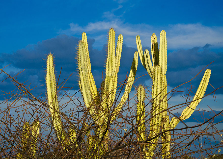 Fungos da Caatinga podem combater doenças agrícolas e reduzir uso de fungicidas