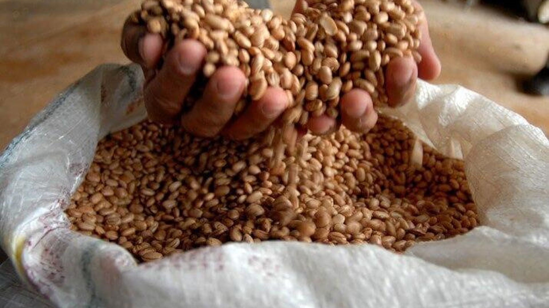 Brasil pode superar EUA e liderar exportações agrícolas globais