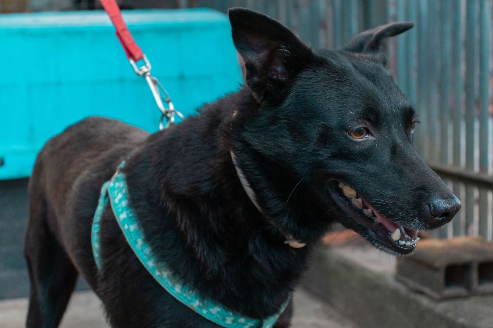 Feira de Adoção de animais volta à Rua Aberta neste domingo (31)