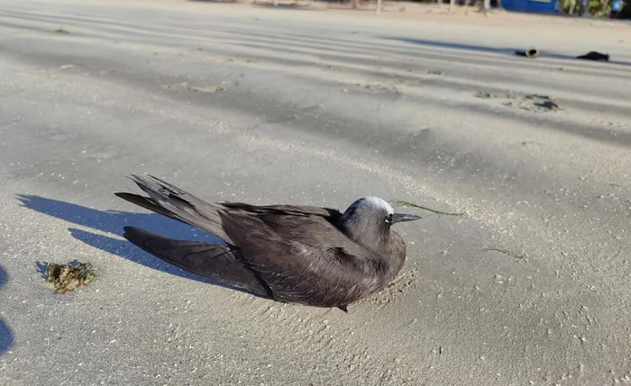 IMA-AL alerta população para evitar contato com aves marinhas