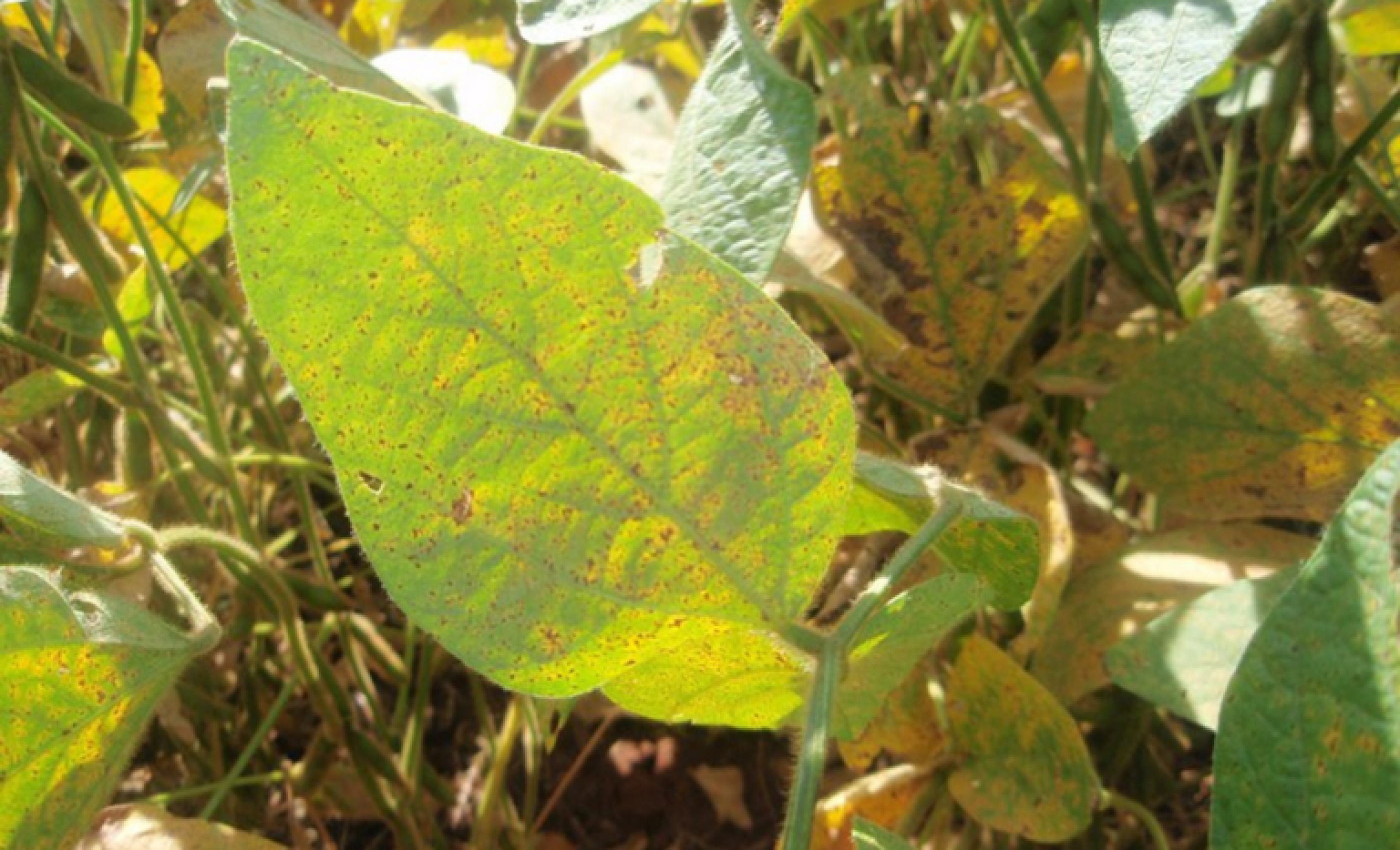 Inicia em janeiro o período de vazio sanitário na produção de soja em Alagoas