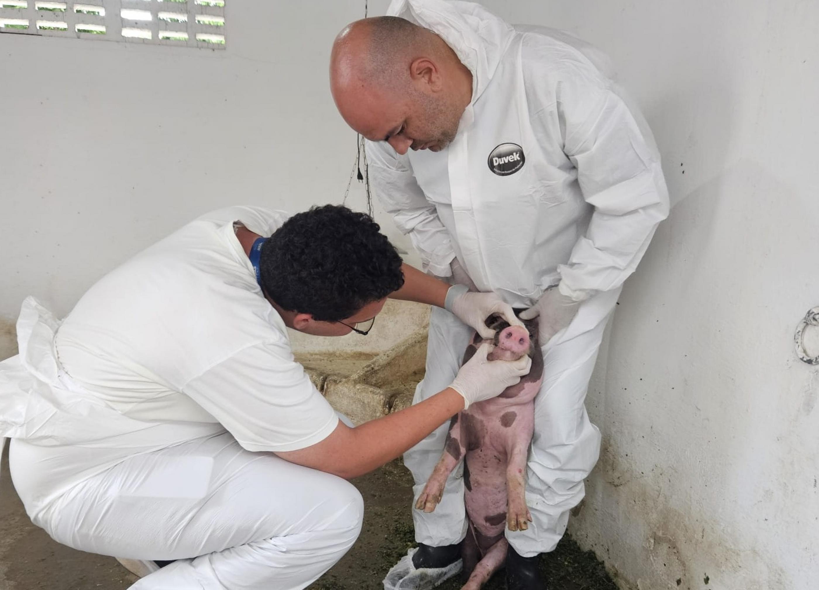 Adeal inicia vigilância clínica de suínos em 720 propriedades rurais de Alagoas