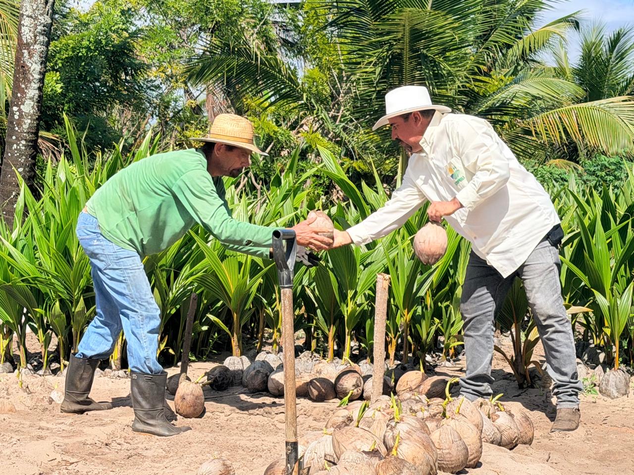 Coopaiba processa 6 milhões de frutos e amplia agroinstrústria em Alagoas