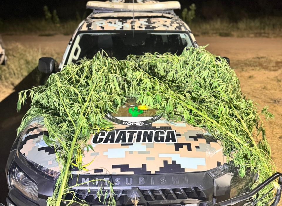 Polícia flagra plantio de maconha no quintal de oficina em Canapi