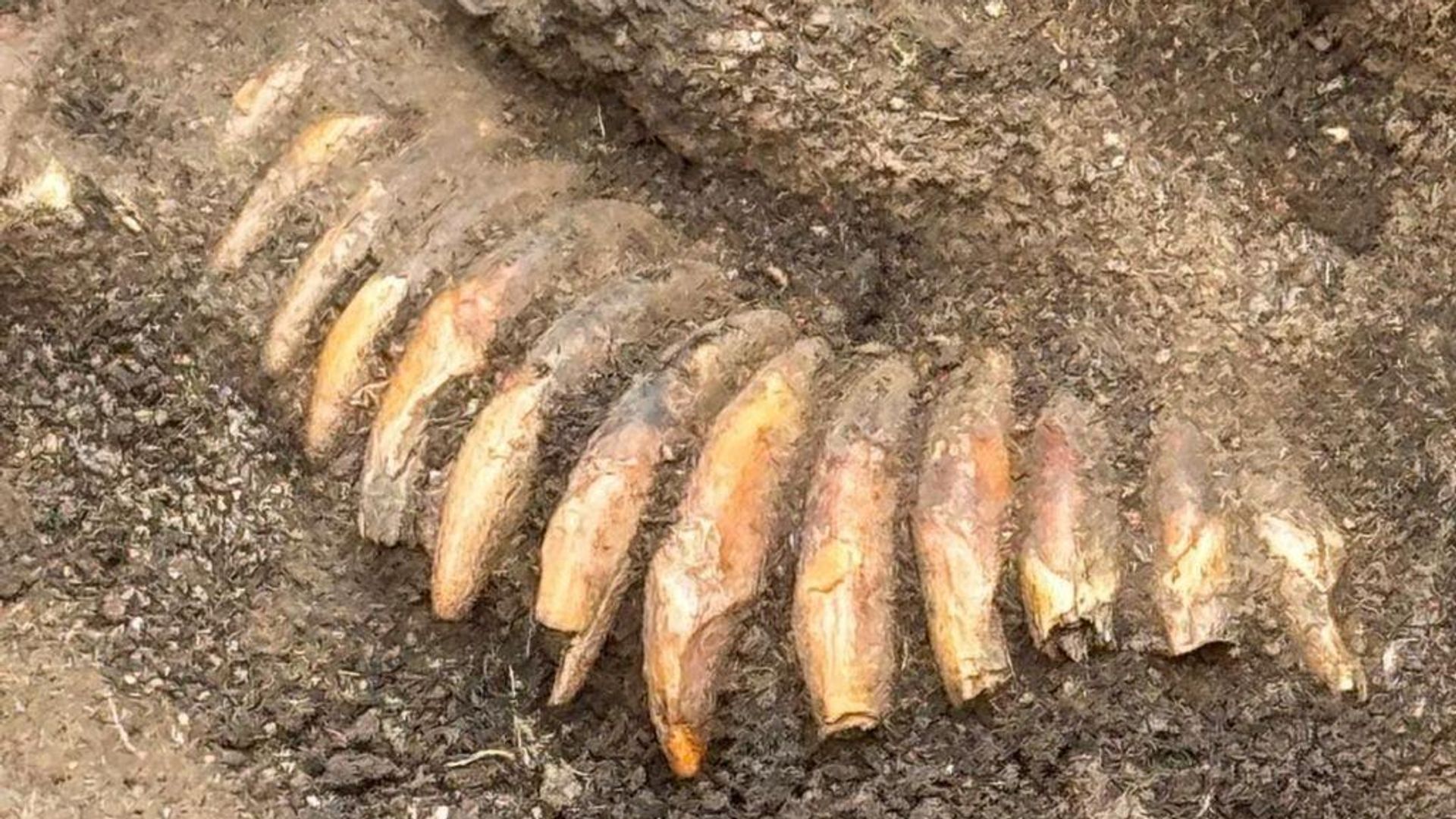 Sepultamento pré-histórico de 5.000 anos é encontrado sob cemitério romano