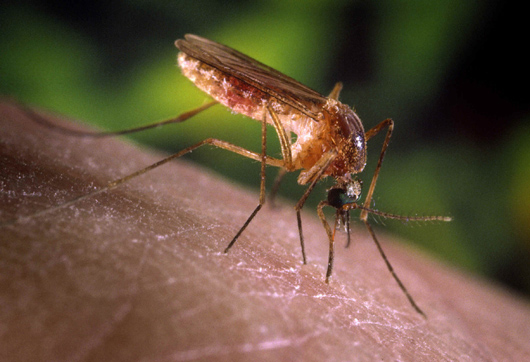 São Paulo registra primeiros casos humanos de febre do Nilo Ocidental