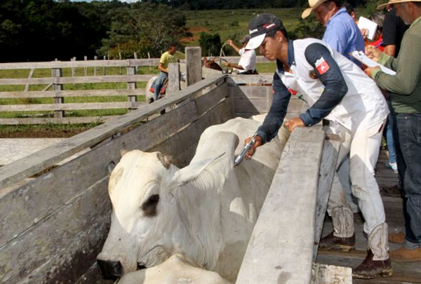 Prazo para vacinação contra febre aftosa encerra dia 31 de maio