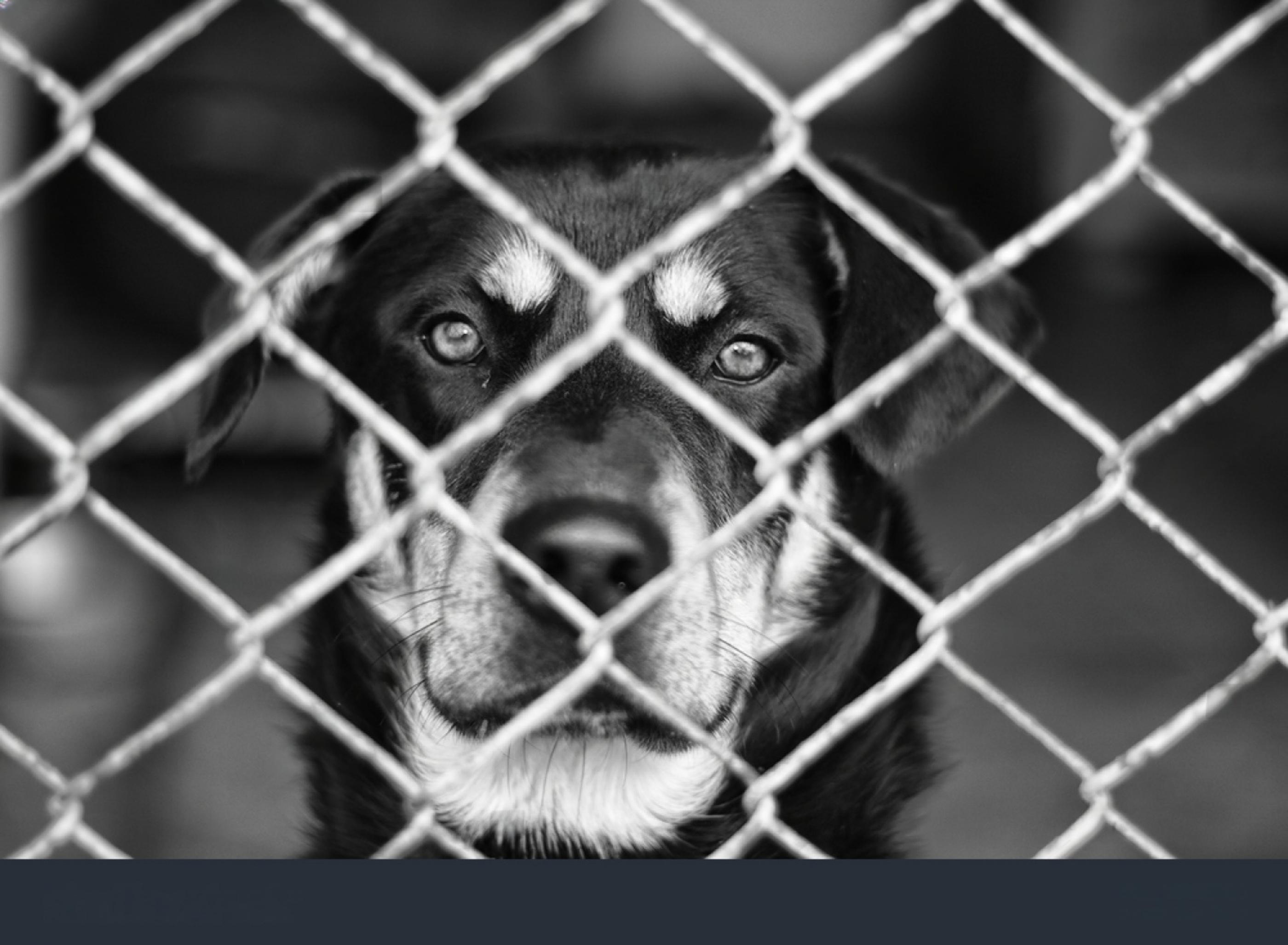 Veterinário é preso por maus-tratos a animais em clínica localizada em Maceió