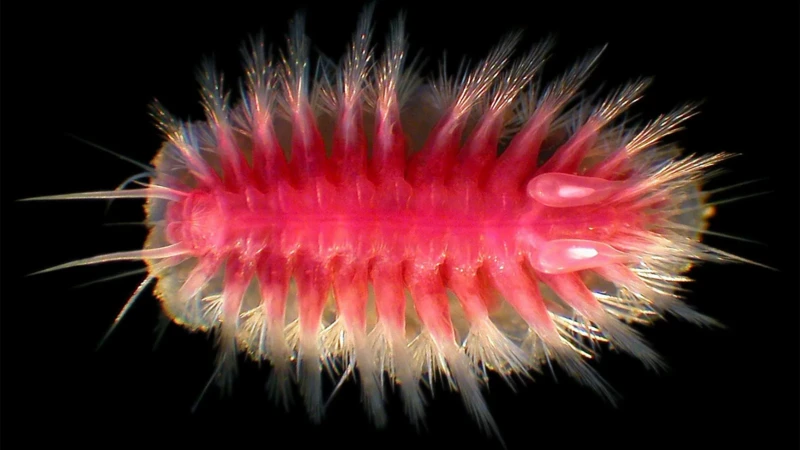 Conheça as estranhas criaturas que devoram baleias no fundo do mar