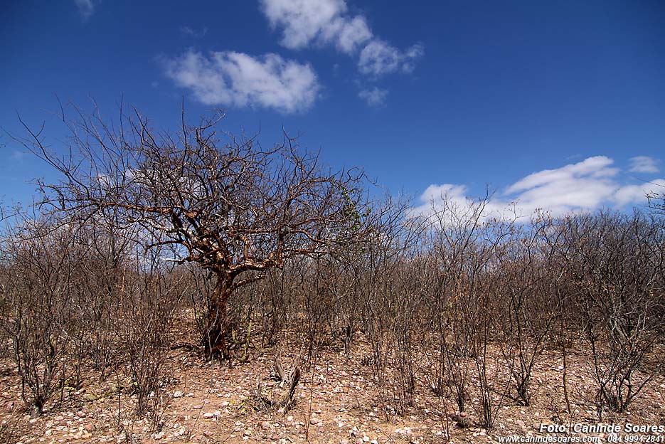 AMA cobra posição do Ministério da Integração sobre retorno de Operação Pipa