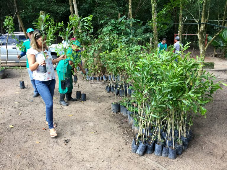 Infrações são revertidas em 2,5 mil mudas de árvores