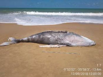 Duas baleias são encontradas mortas em praias do Litoral Sul