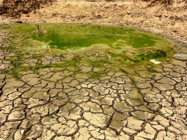 Cientistas dizem que Nordeste tem tecnologia suficiente para combate à seca